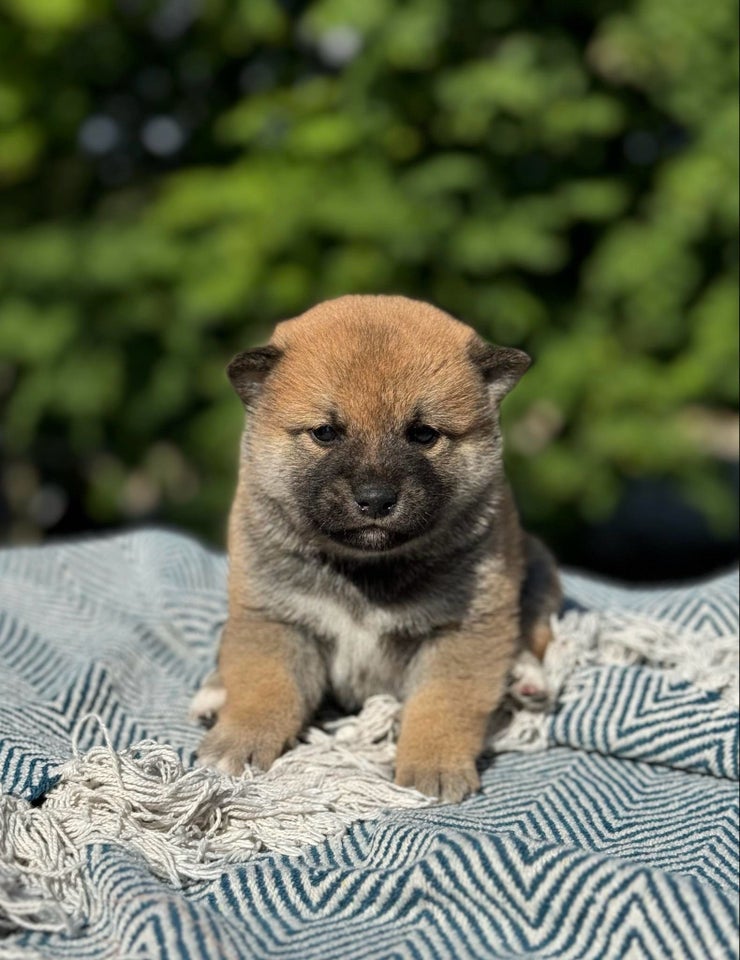 Shiba hvalpe 5 uger