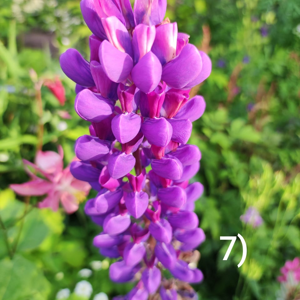 Blomsterfrø MIX LUPIN