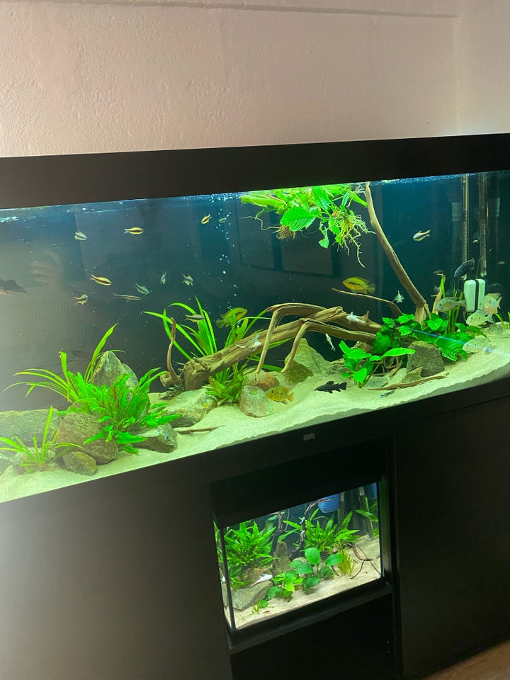 Akvarium 450 liter b: 151 d: 54 h: