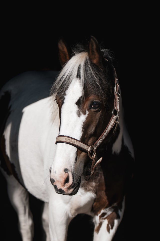 Irish Cob, hoppe, 6 år