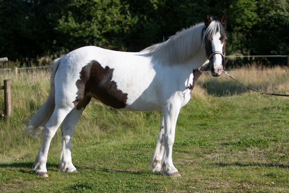 Irish Cob, hoppe, 6 år