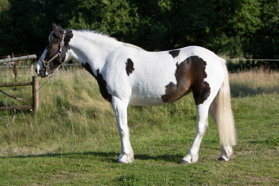 Irish Cob, hoppe, 6 år