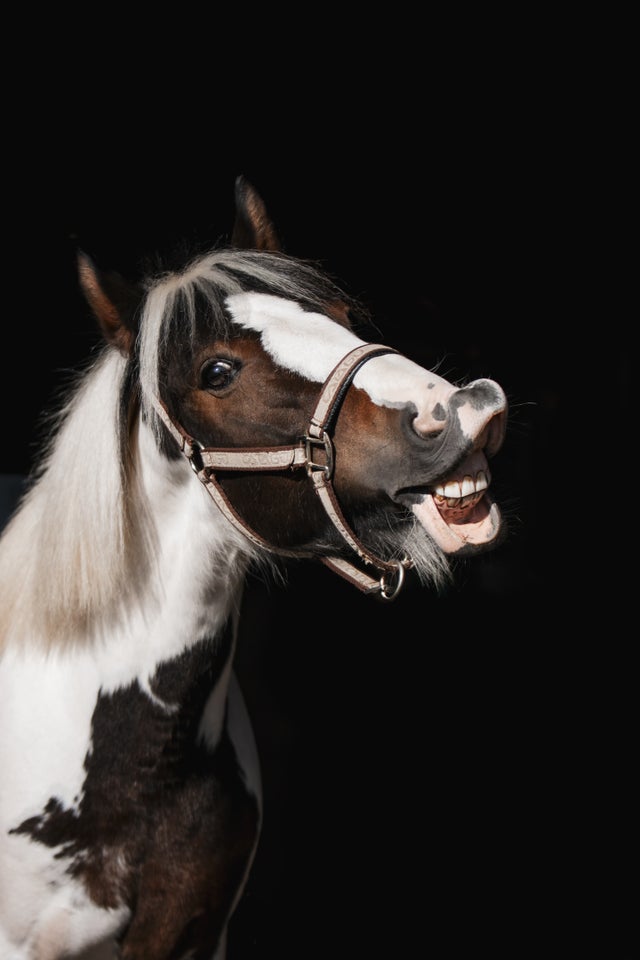 Irish Cob, hoppe, 6 år