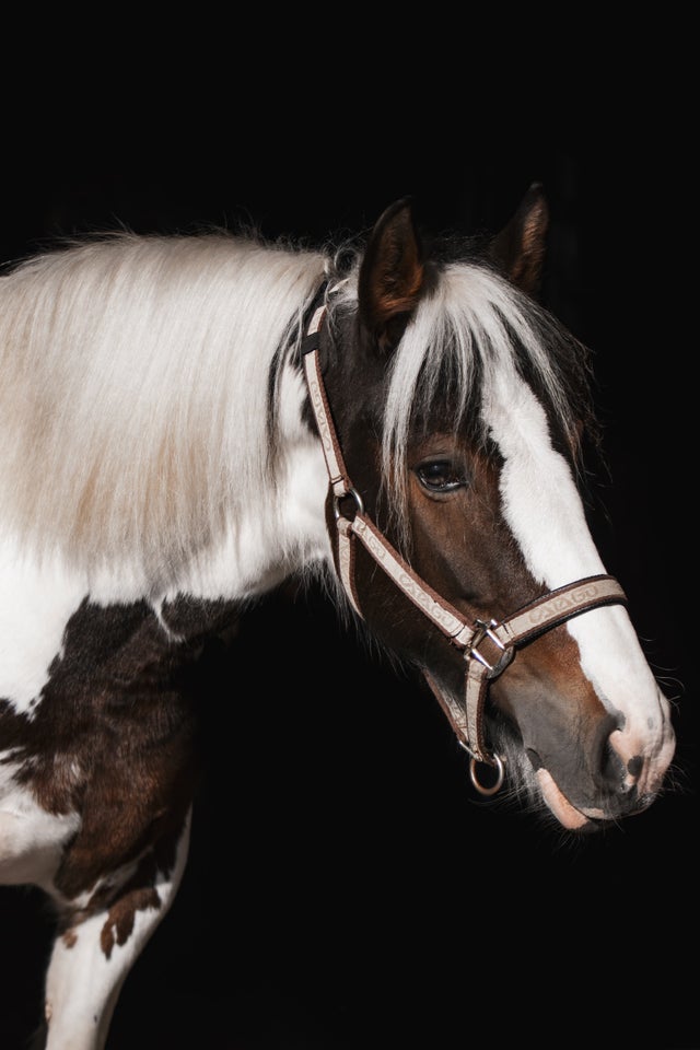 Irish Cob, hoppe, 6 år