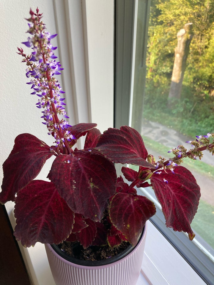 Paletblad, Red Velvet, Coleus