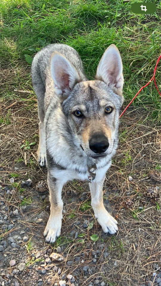 Tjekkoslovakisk ulvehund, hund,