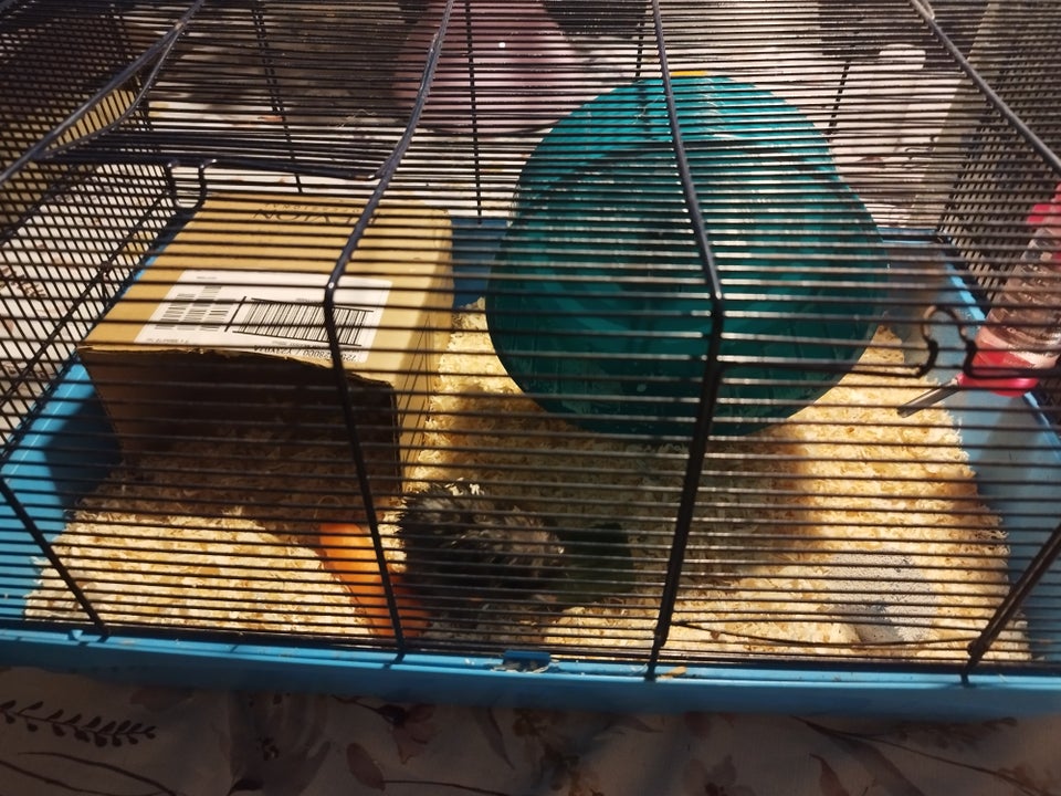 Hamster, 0 år