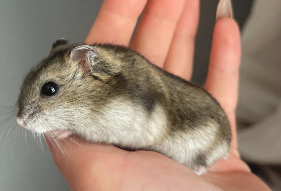 Hamster Dværghamster  0 år