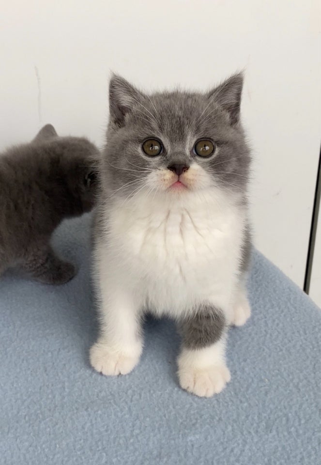 British Shorthair, hankilling, 10