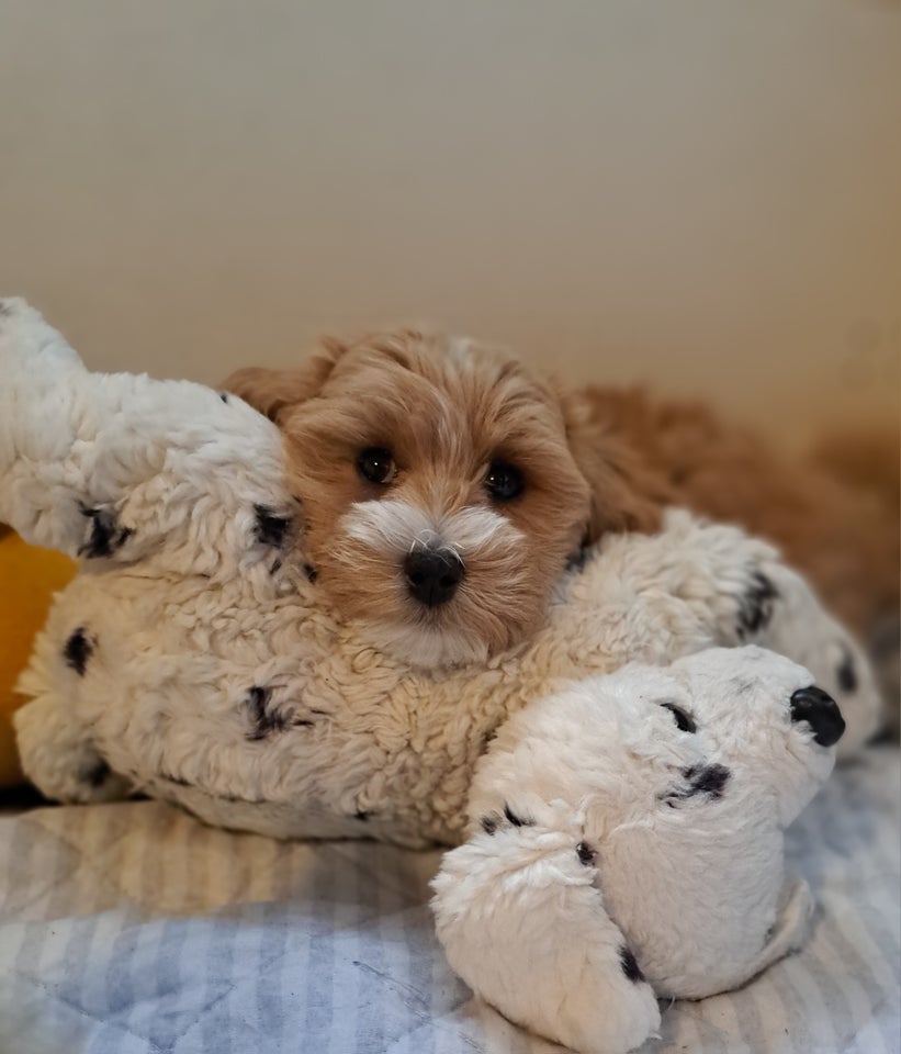 Maltipoo, hvalpe, 10 uger