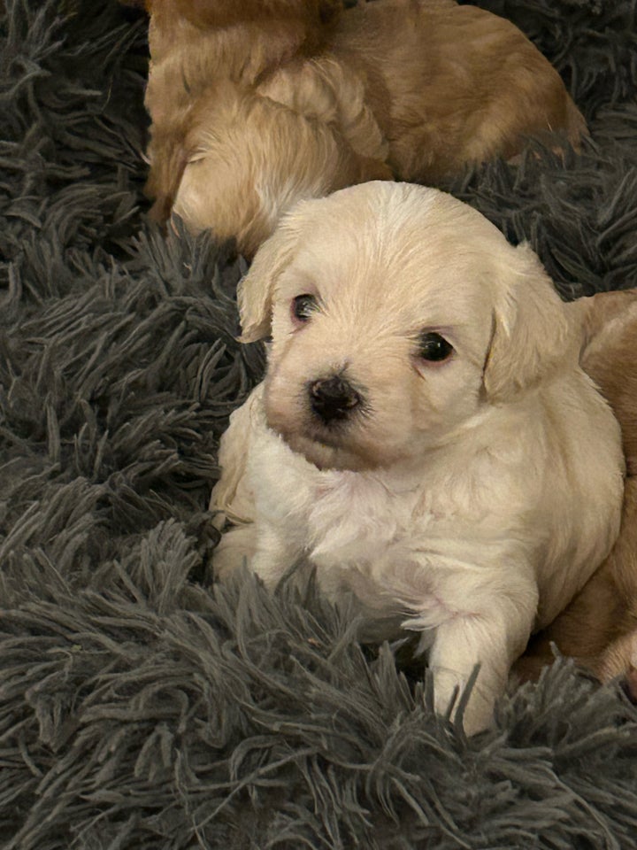 Maltipoo, hvalpe, 5 uger