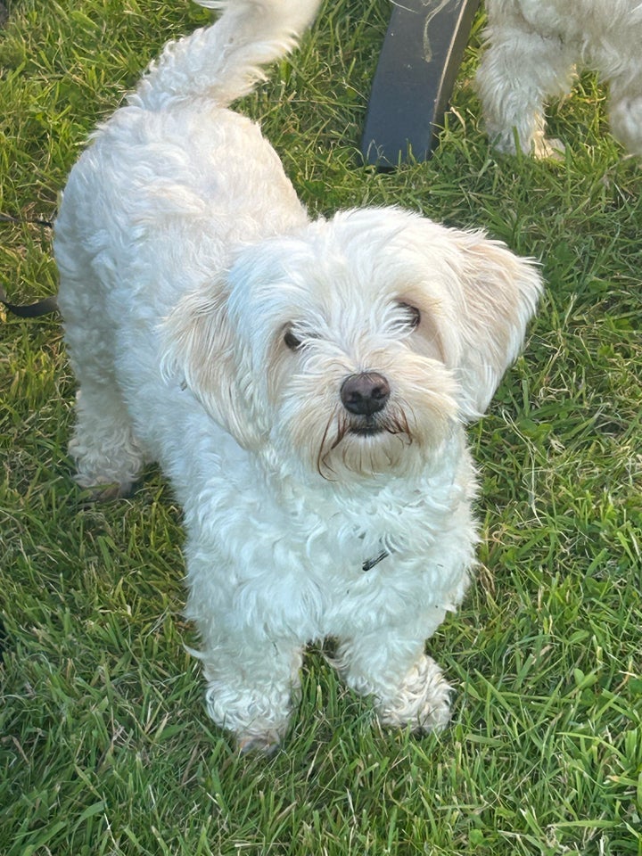 Maltipoo, hvalpe, 5 uger