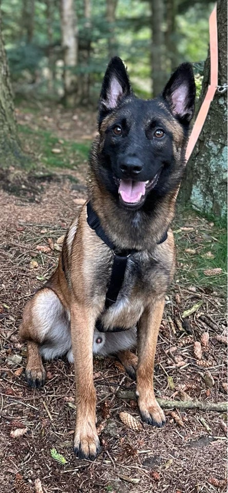 Avl Tilbydes Malinois, hund, 12