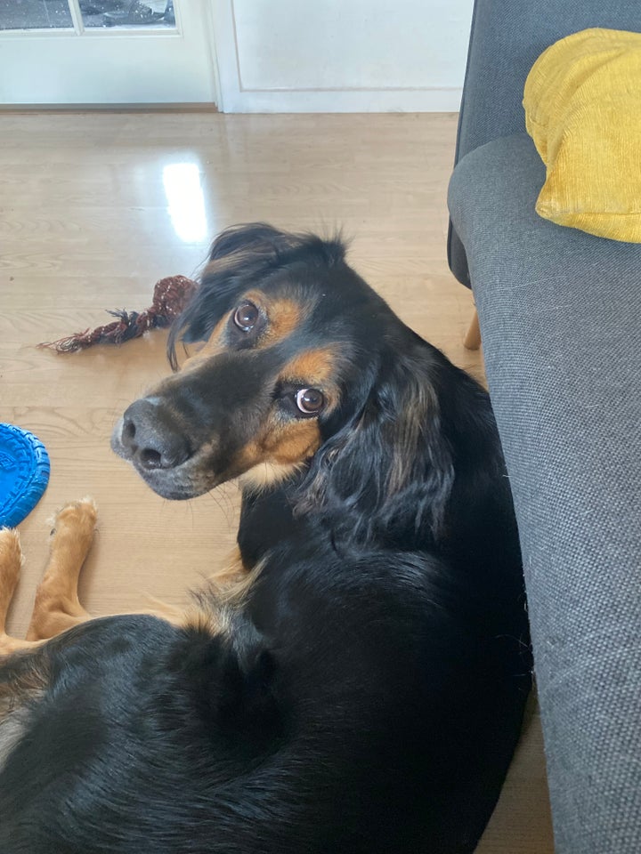 Schæfer/springer spaniel,