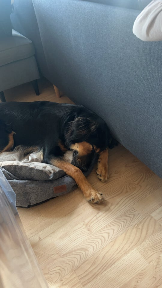 Schæfer/springer spaniel,