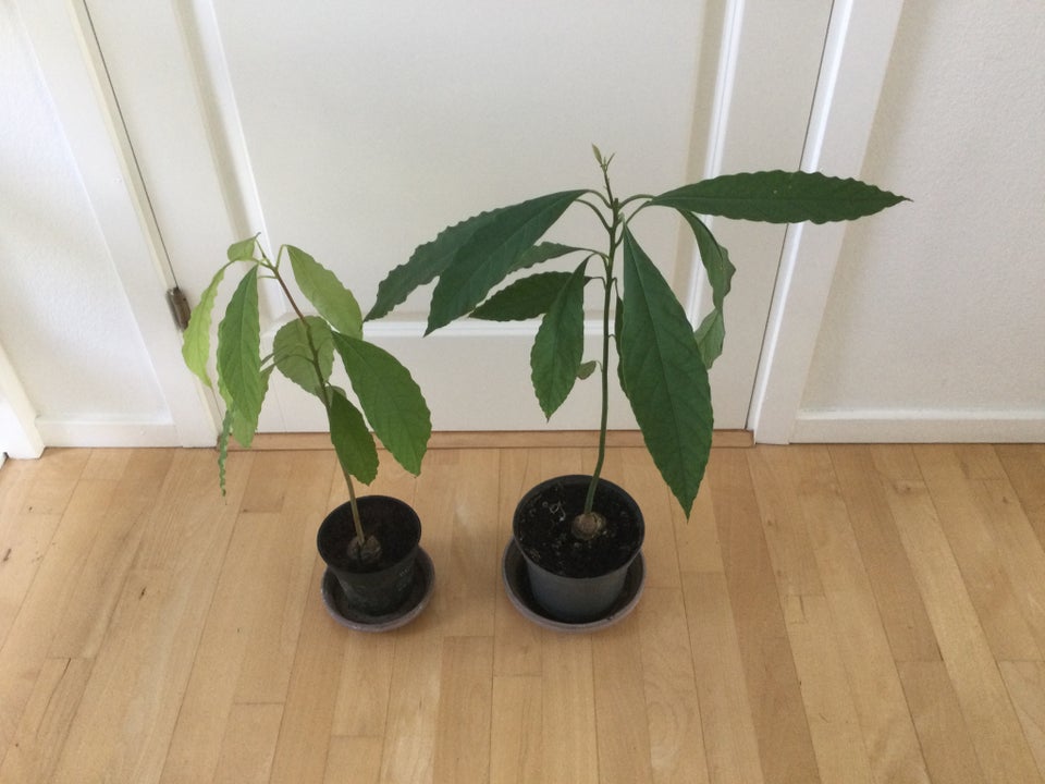 Avocado planter hjemmedyrkede