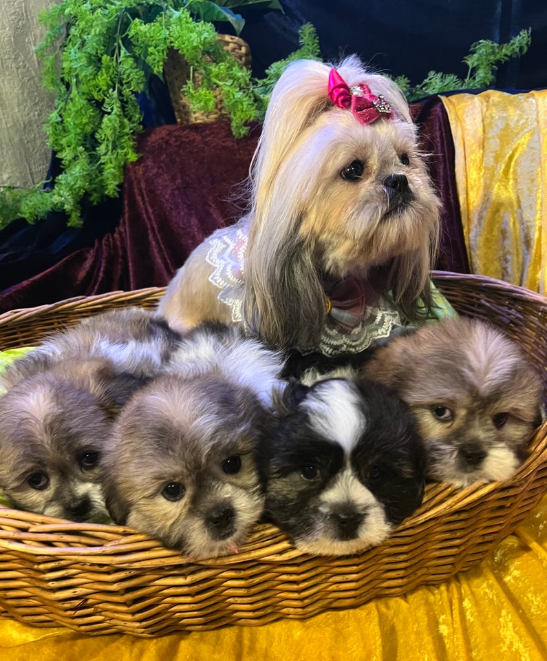 Shih Tzu blandet race er kl...