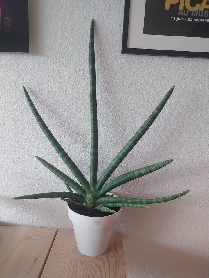 Sukkulent Aloe Vera