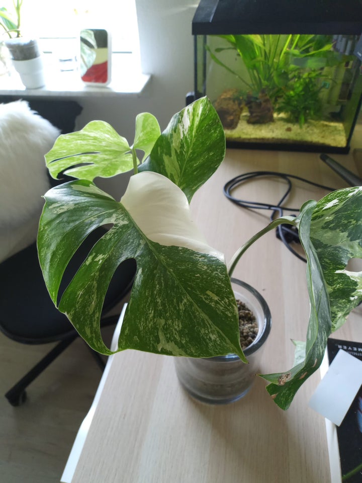 Monstera albo, Broget Monstera