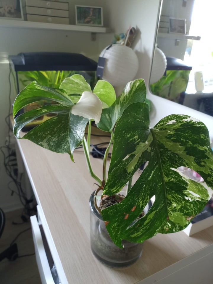 Monstera albo, Broget Monstera