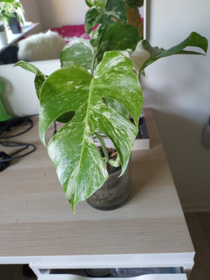 Monstera albo, Broget Monstera