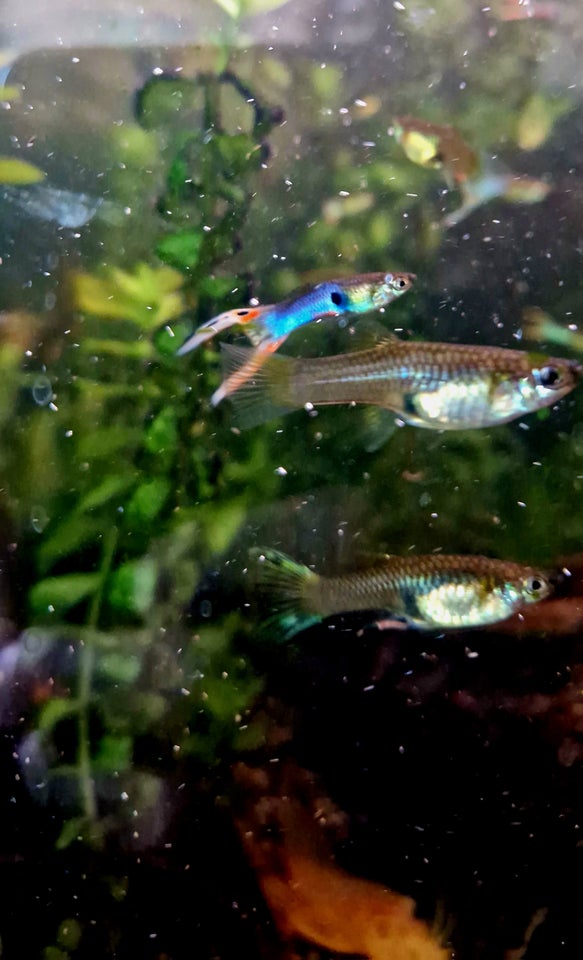 Endler guppy