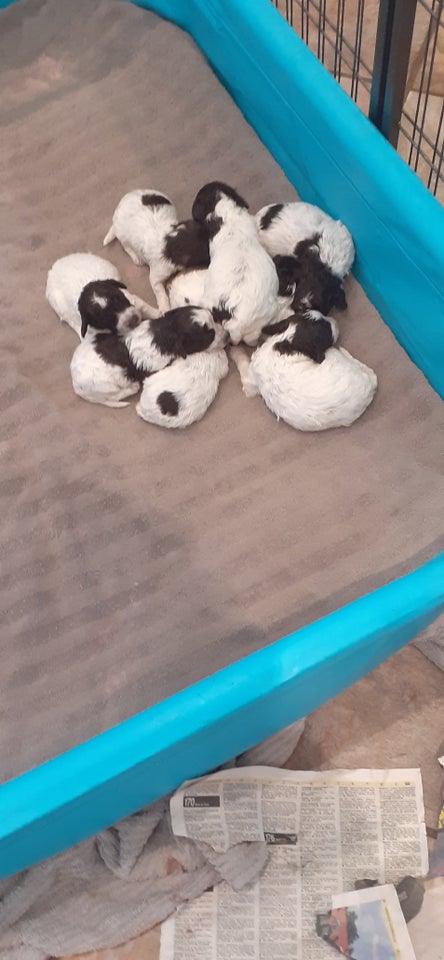 Lagotto Romagnolo