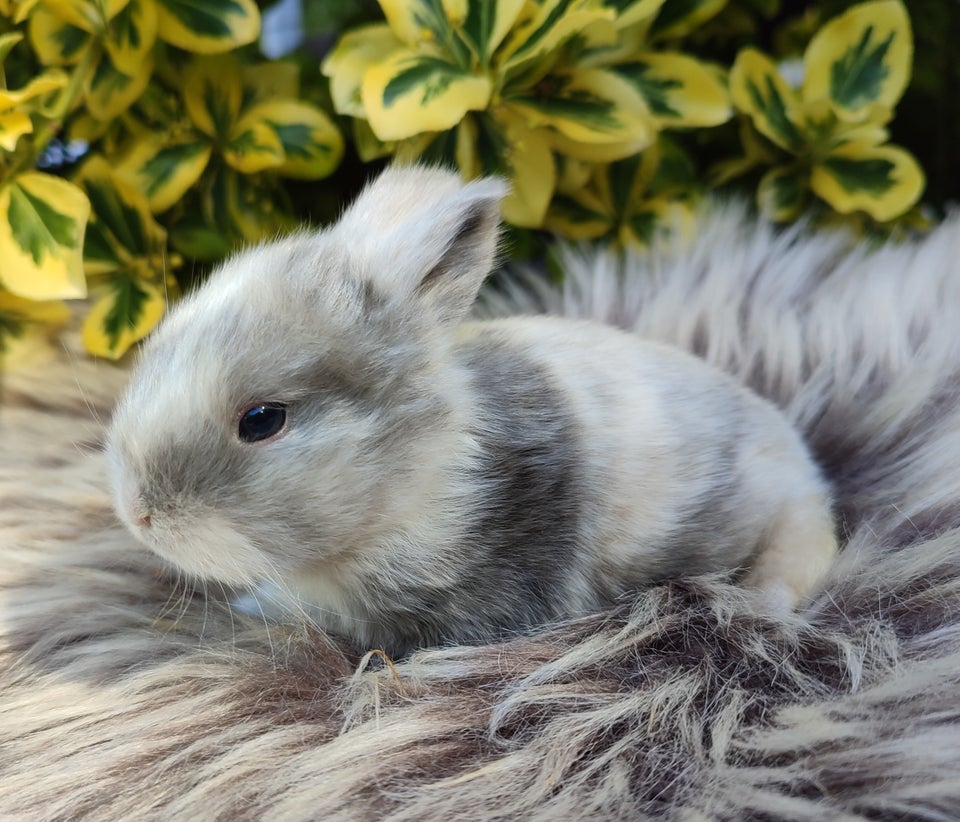 Kanin Minilop mini lop 1 år