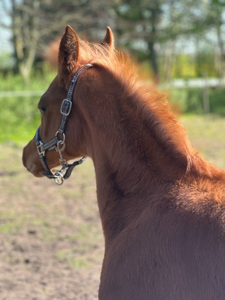 Arabisk fuldblod ox hingst 0 år