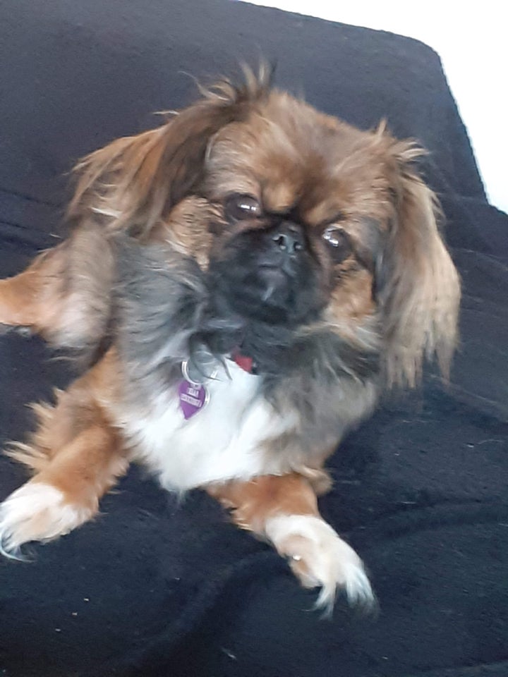 Pekingeser , hund, 6 år