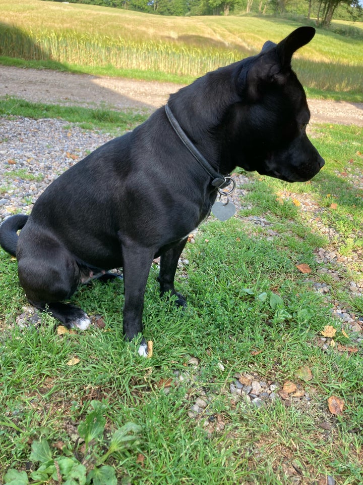 Staffordshire blanding , hund, 2 år