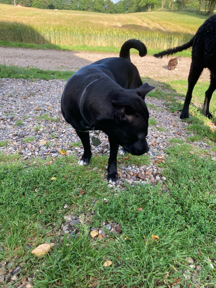 Staffordshire blanding , hund, 2 år