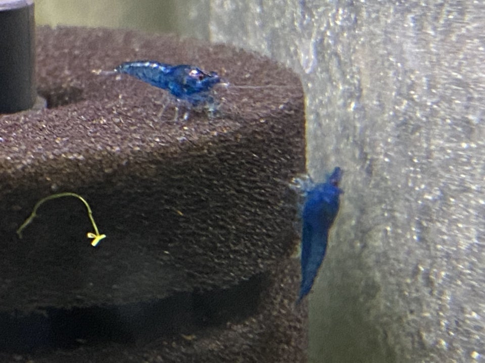 Neocaridina davidi Blue Dream 10