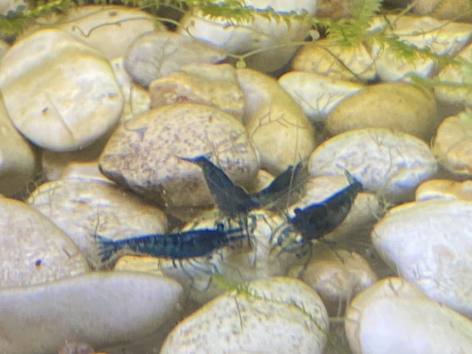 Neocaridina davidi Blue Dream 10