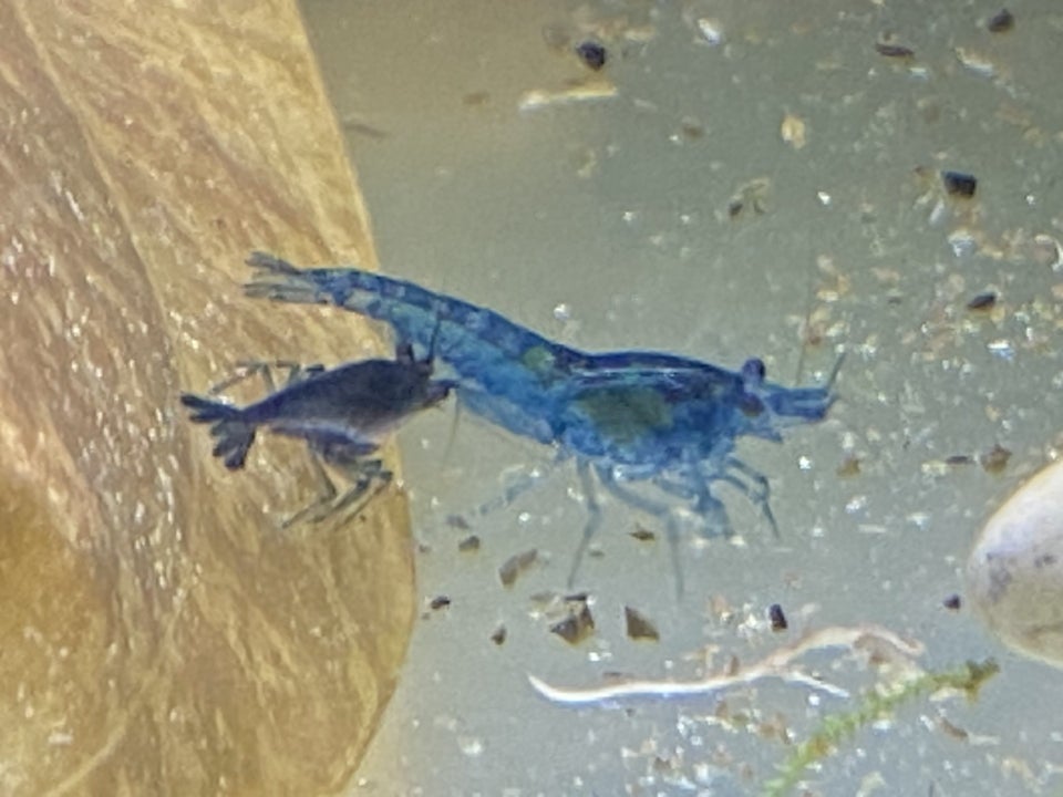 Neocaridina davidi Blue Dream 10