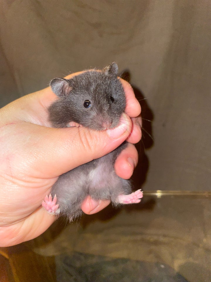 Hamster, Guldhamster , 0 år