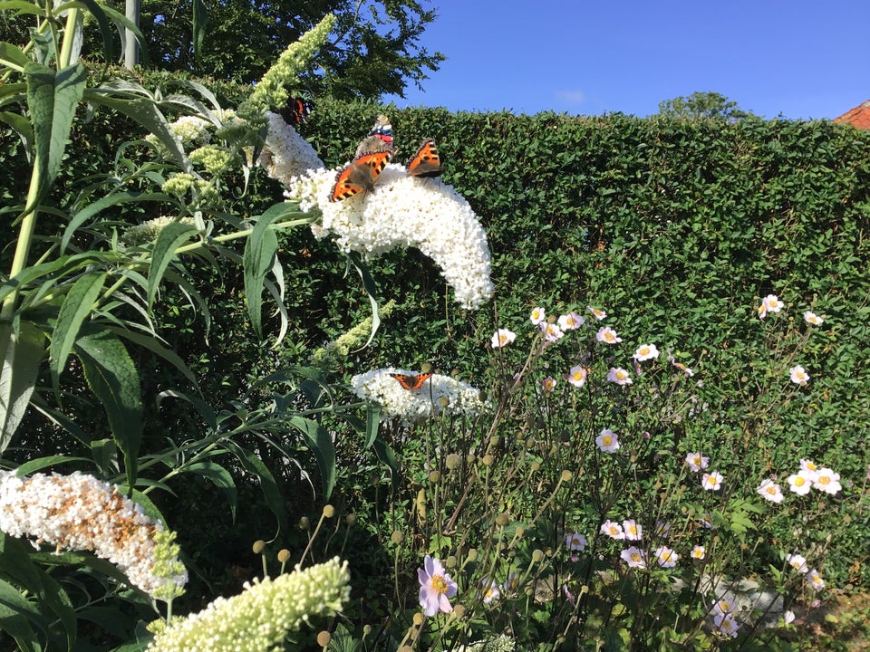 Stauder Sommerfuglebuske