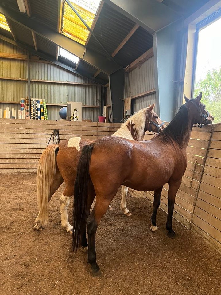 Tysk Pony, vallak, 7 år