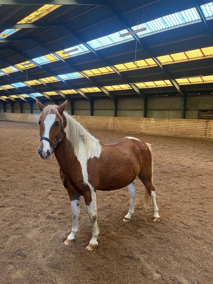 Tysk Pony, vallak, 7 år