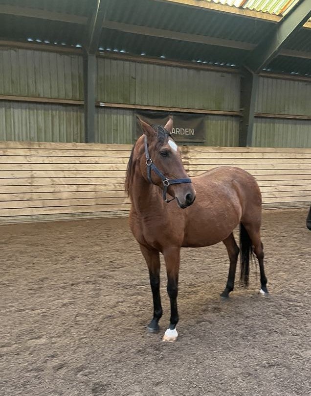 Tysk Pony, vallak, 7 år