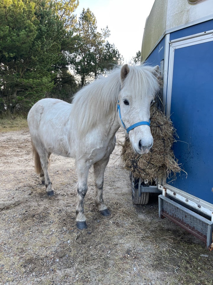 Islænder, vallak, 6 år