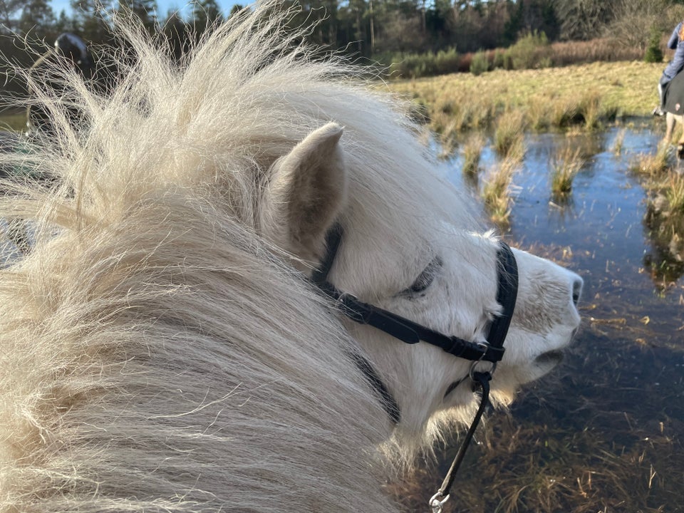 Islænder, vallak, 6 år