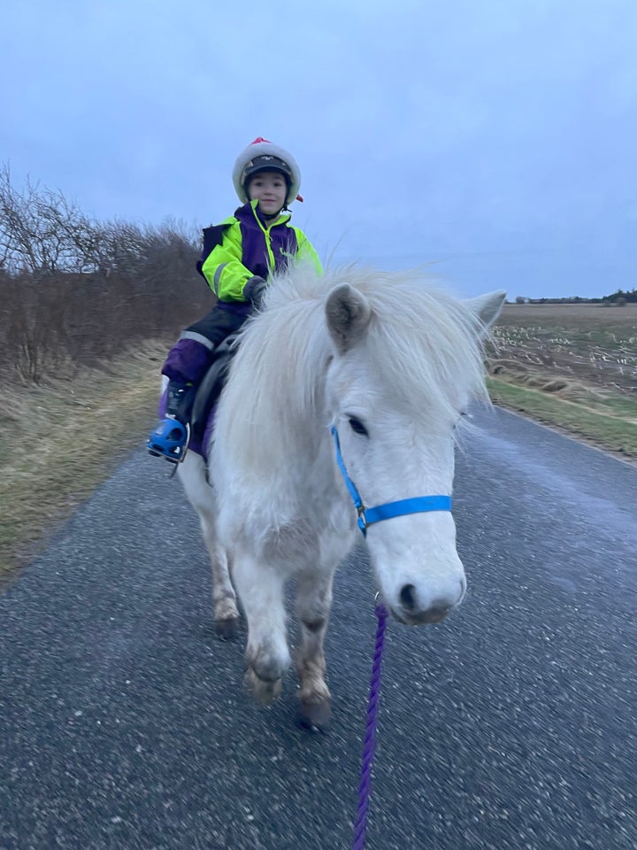 Islænder, vallak, 6 år