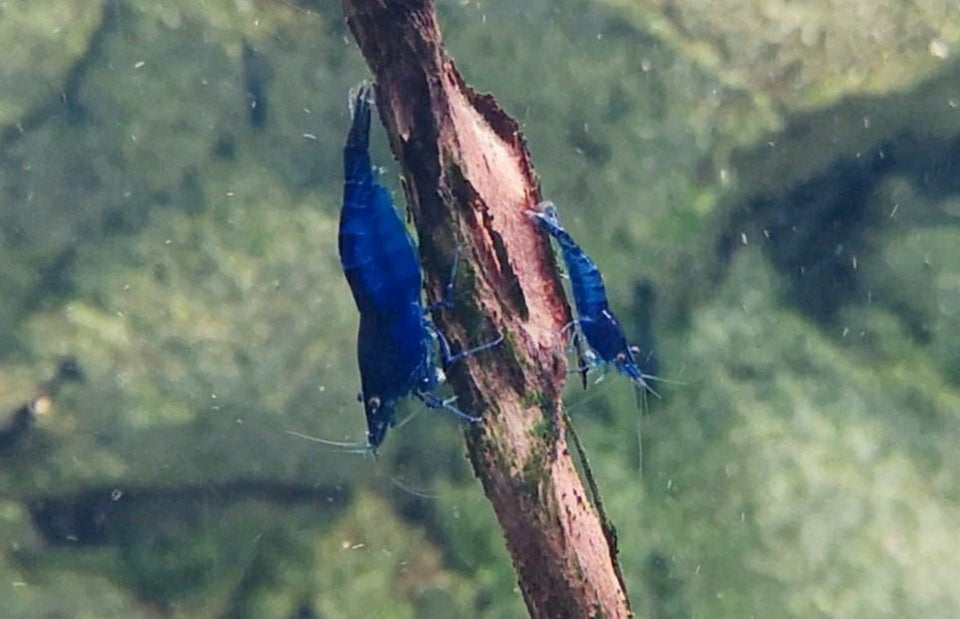 Neocaridina Davidii, Blue Dream