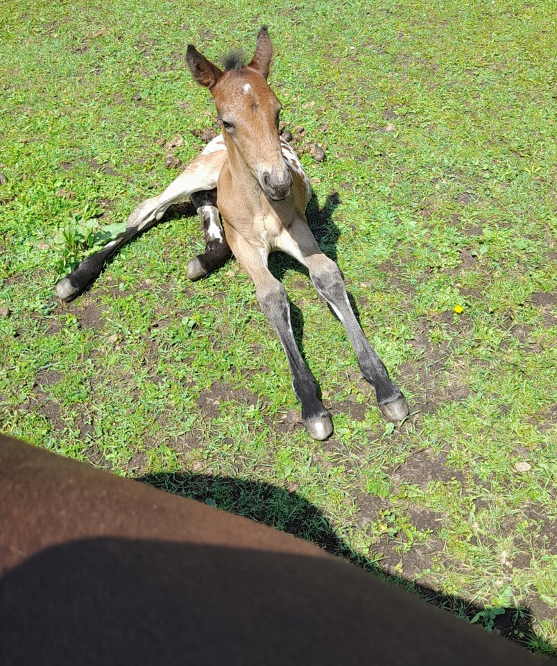 Blanding hingst 0 år