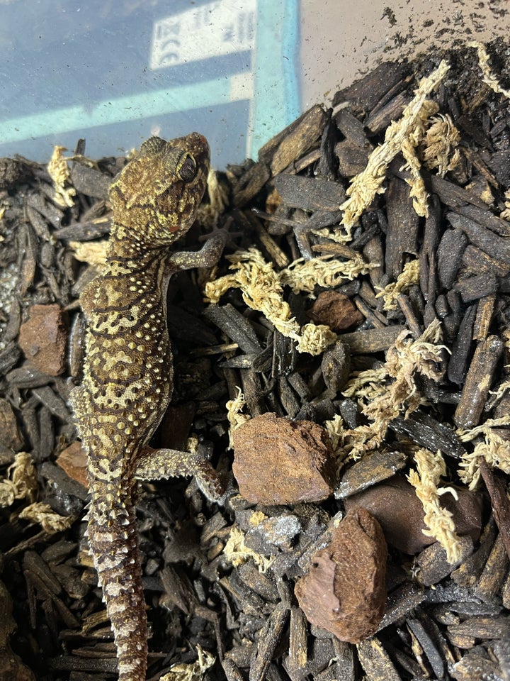 Gekko, Pictus gekko