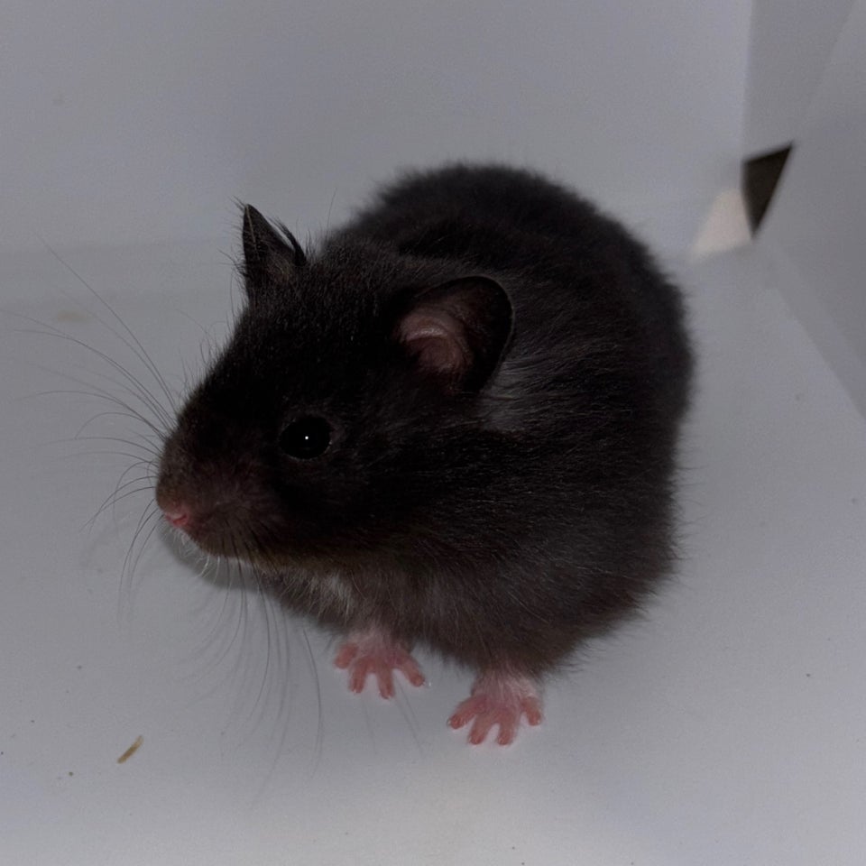 Hamster, Guldhamster, 0 år