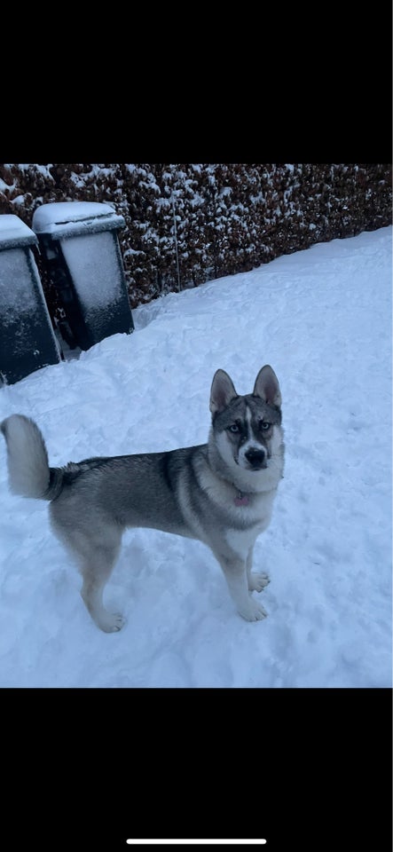 Serberian husky hund 12 mdr