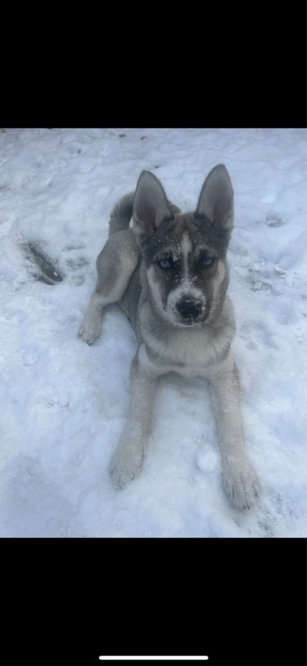 Serberian husky hund 12 mdr