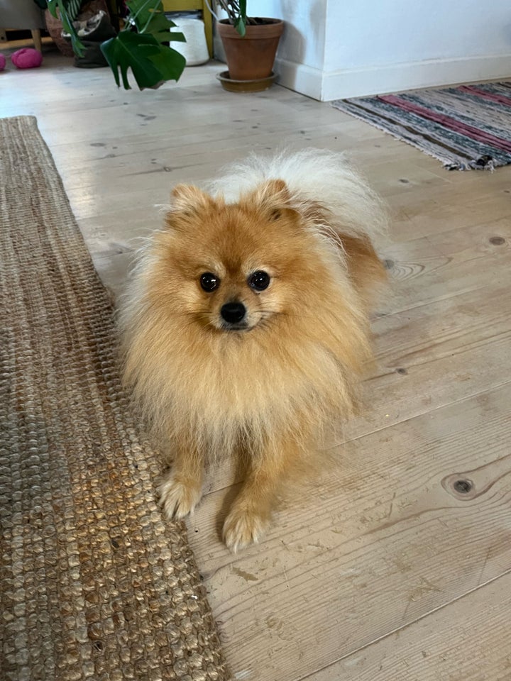 Sødeste pomeranian tæve søg